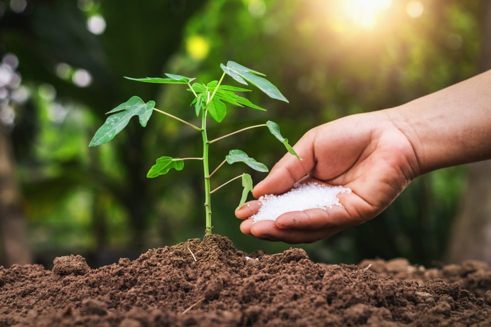 Epsom salt in garden as fertilizer