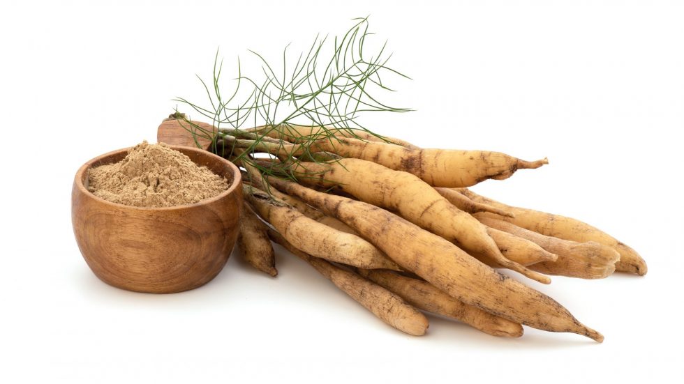 shatavari roots and its powder for health benefits