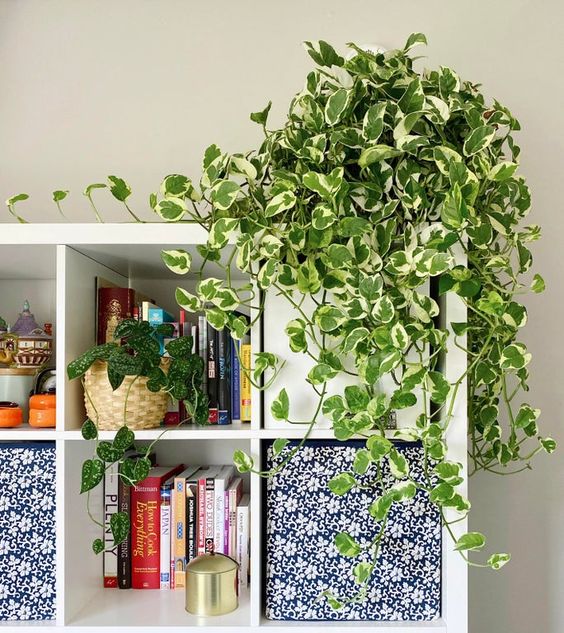 money plant or pothos on the top of an open cabinet 