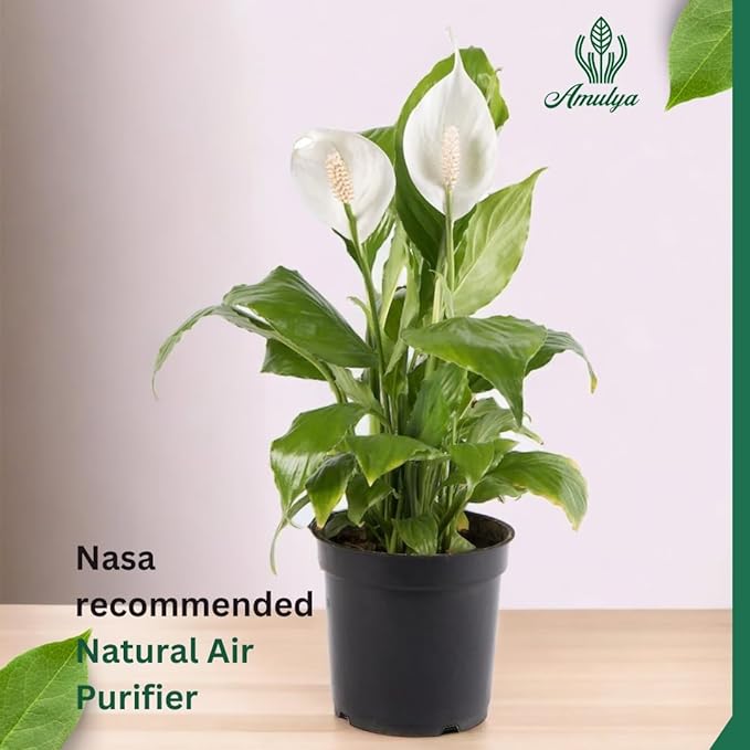 Indoor peace lily plant for home decor